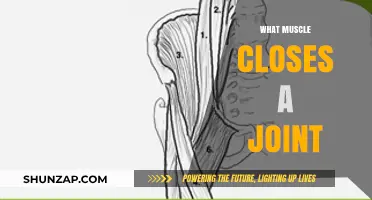 How Muscles Control Joint Movement