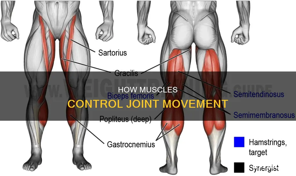 what muscle closes a joint