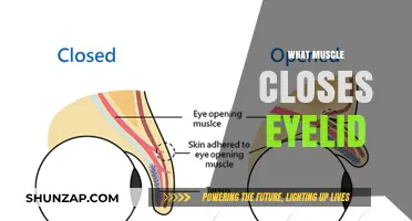 Eyelid Muscle: What's the Closer?