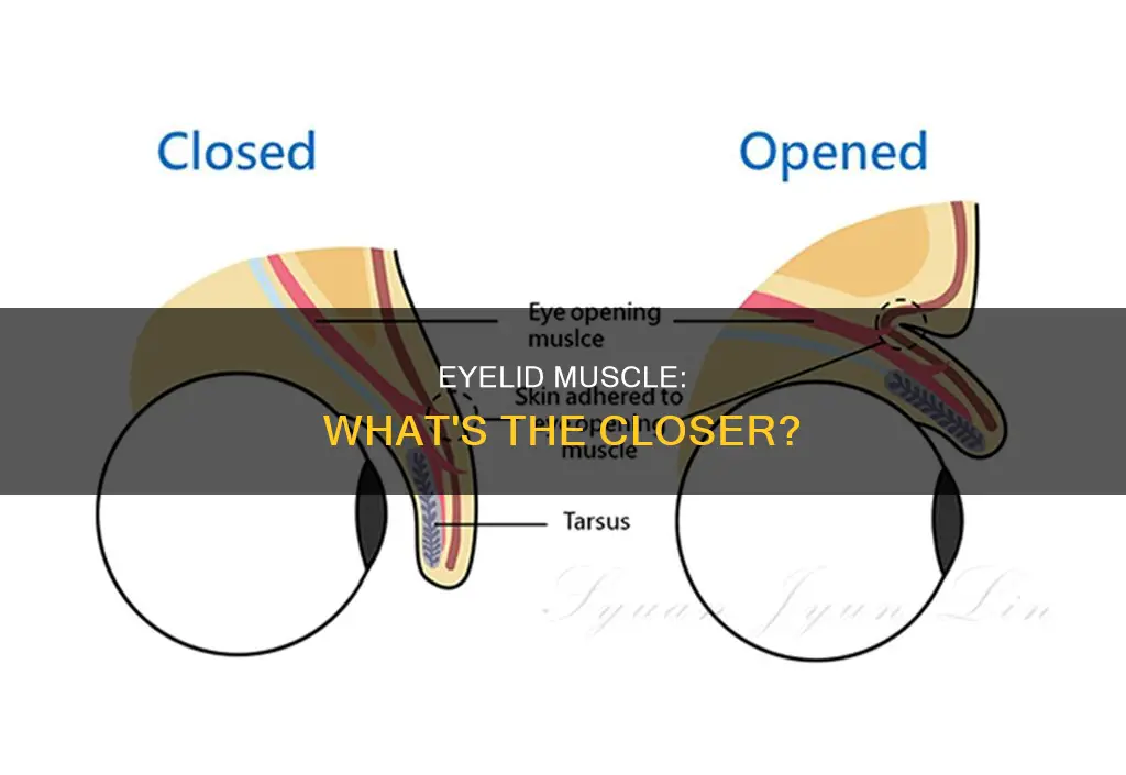 what muscle closes eyelid