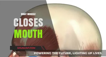 How Your Mouth Closes: Muscles Involved