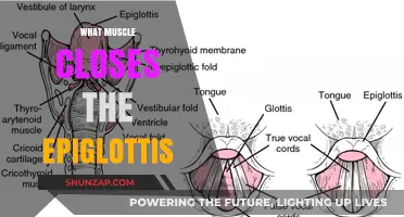 How Your Epiglottis Guards Your Airways