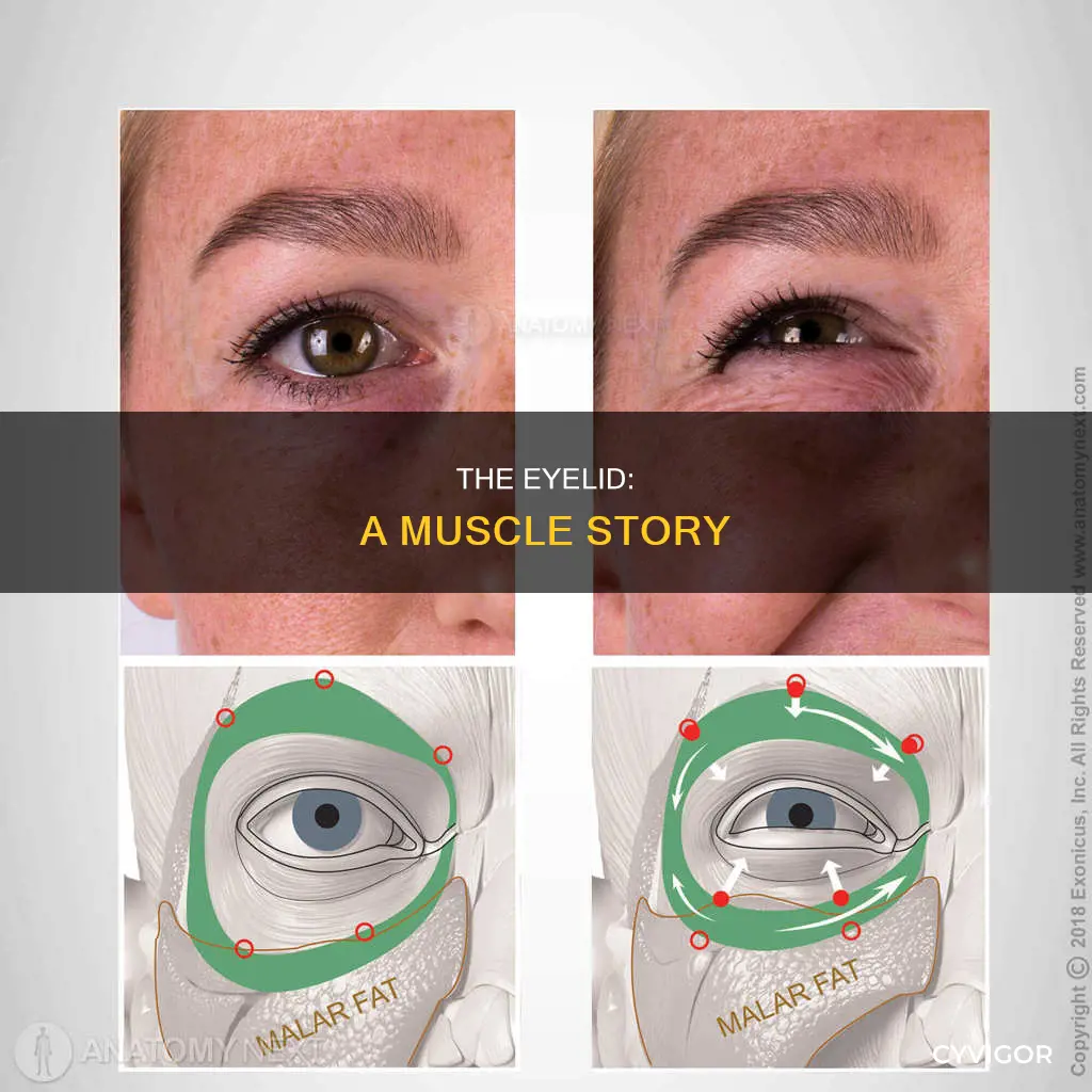 what muscle closes the eyelid