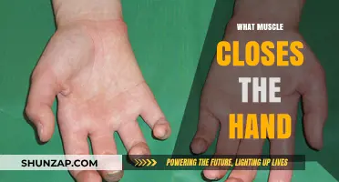 Hand Muscles: Flexors and Extensors