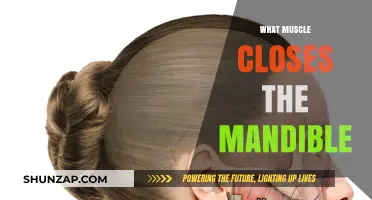 How Your Mandible Closes: The Muscle Behind It