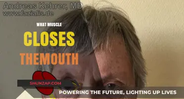 How Your Mouth Closes: Muscles in Action