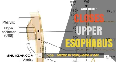 How Your Upper Esophagus Closes: The Muscle Mystery