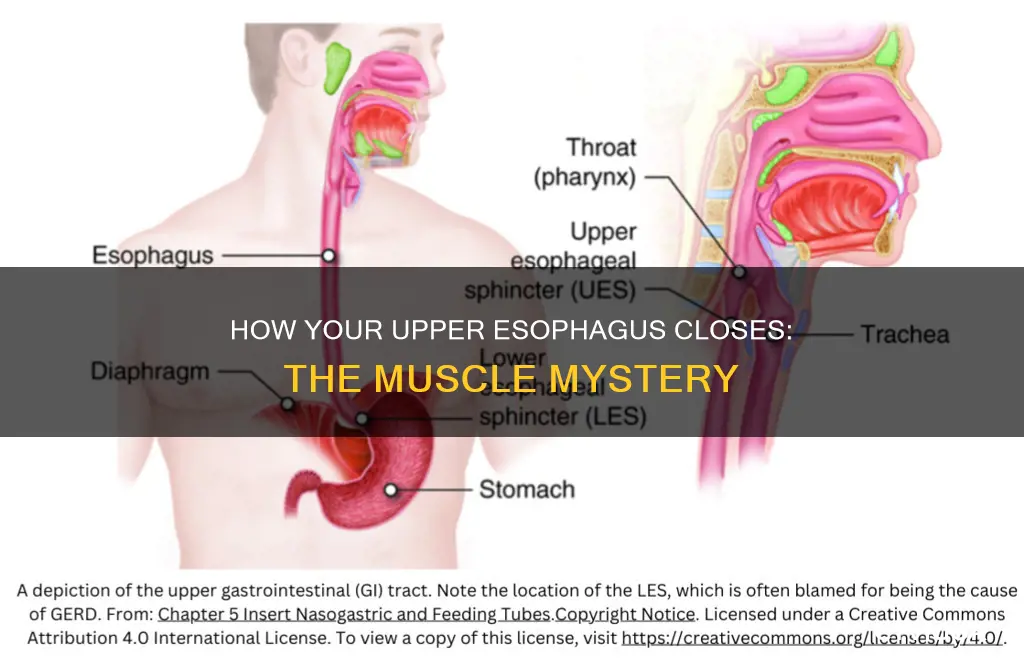 what muscle closes upper esophagus