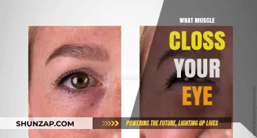 How Eye Muscles Work and Their Care