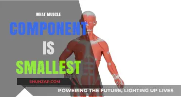Smallest Muscle Components: Uncovering the Tiny Powerhouses