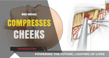 Cheek Muscles: The Power of Compression