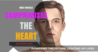 The Heart Muscle: Understanding Its Composition and Function