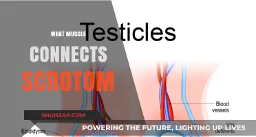 Exploring the Muscles: Scrotum Connections