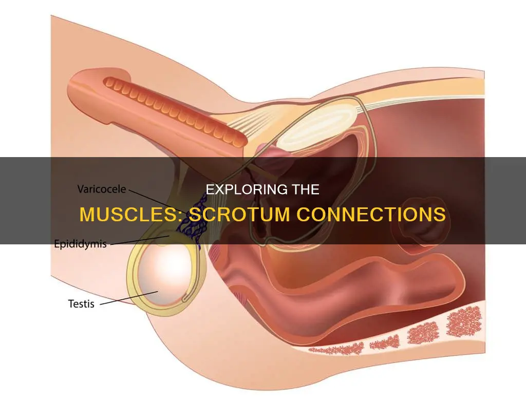 what muscle connects scrotom