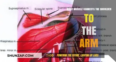 Understanding the Muscles Connecting Your Shoulder to Your Arm