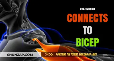The Bicep Muscle: What's It Connected To?