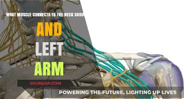 Muscles Connecting Neck, Shoulder, and Left Arm: A Comprehensive Guide
