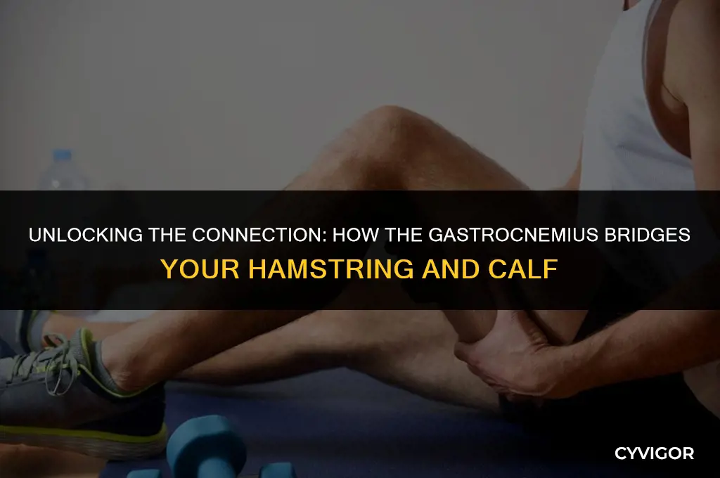 what muscle connects your hamstring and calf