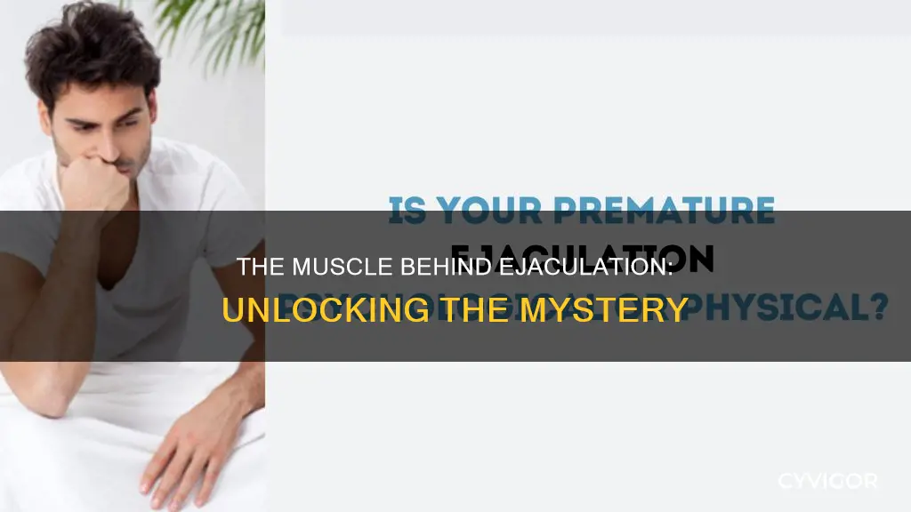 what muscle constols ejackulation