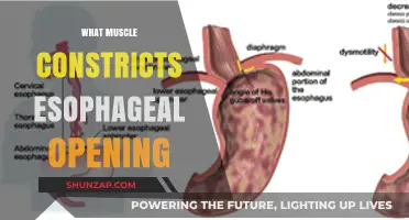 Esophageal Opening: What Muscle is the Gatekeeper?