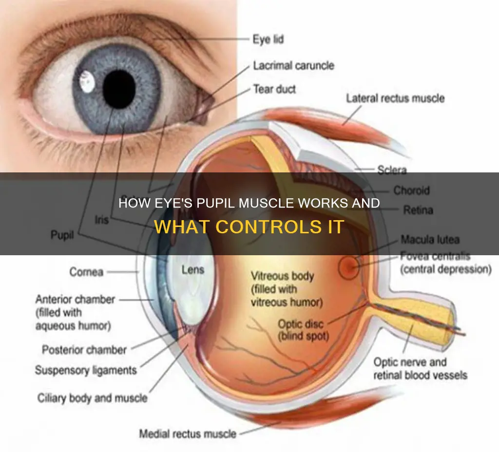what muscle constricts the pupil