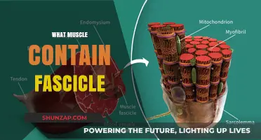 Muscle Anatomy: Fascicles and Their Functions