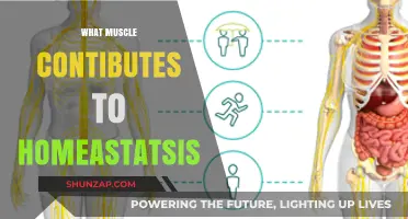 Muscle Homeostasis: The Unseen Work of Our Bodies