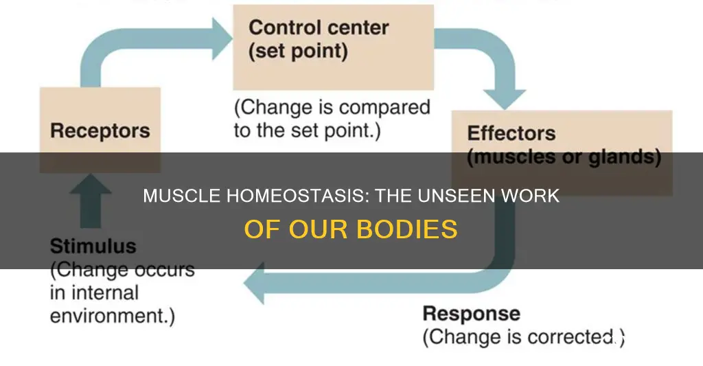 what muscle contibutes to homeastatsis