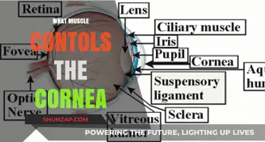 How Eye Muscles Control the Cornea