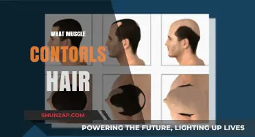 Piloerector Muscle: The Hair-Raising Hero