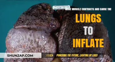 How the Diaphragm Muscle Contracts to Inflate Your Lungs