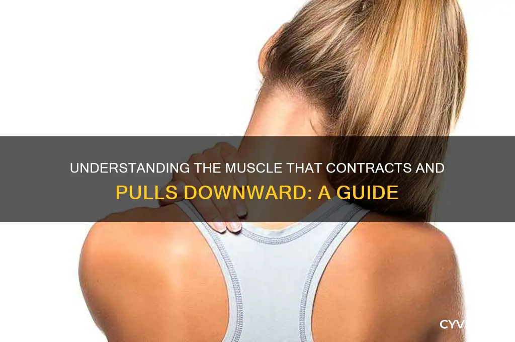 what muscle contracts and pulls downward