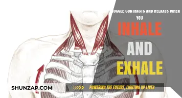 Breathing Mechanics: Muscles Involved in Inhalation and Exhalation Explained