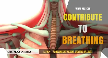 Breathing Muscles: Which Ones Help Us Breathe?