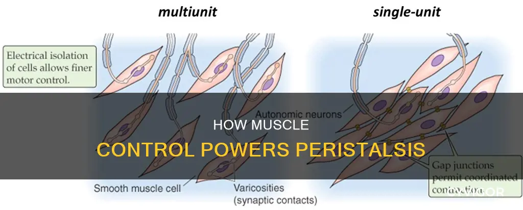what muscle control paristalsis
