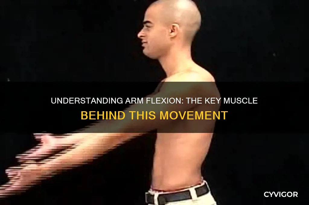 what muscle controls arm flexion