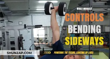 Sideways Bending: Which Muscles Are Involved?