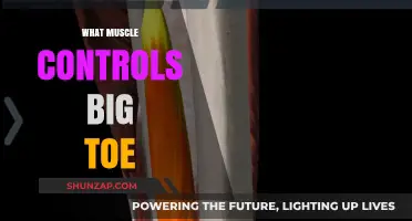 Big Toe Muscle: What's in Control?