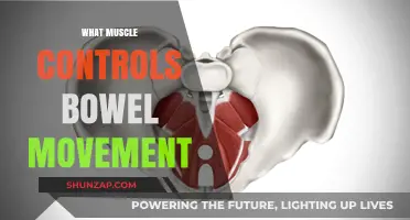 How Bowel Movement Muscles Work