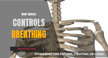 Breathing and Muscle Control: The Diaphragm's Role
