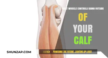 Unveiling the Hidden Muscle: Beyond the Calf's Exterior