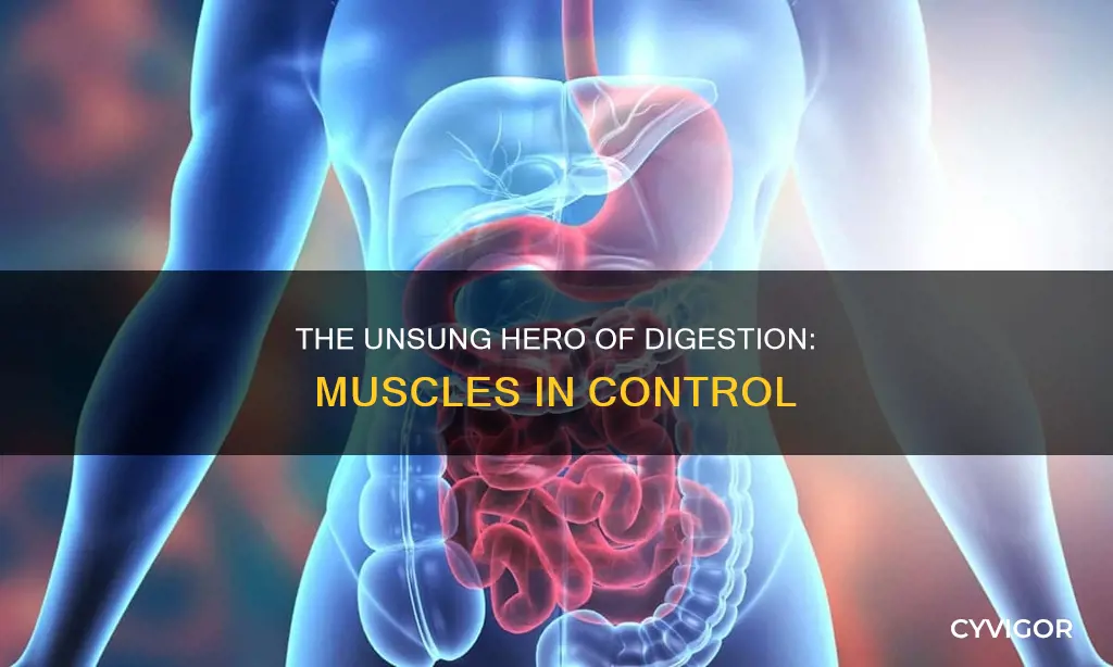what muscle controls digestion