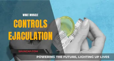 The Secret Muscle Behind Ejaculation Control