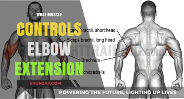 Elbow Extension: What Muscle is the Prime Mover?