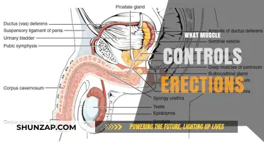 The Secret Behind Erections: Unveiling the Muscle Mystery