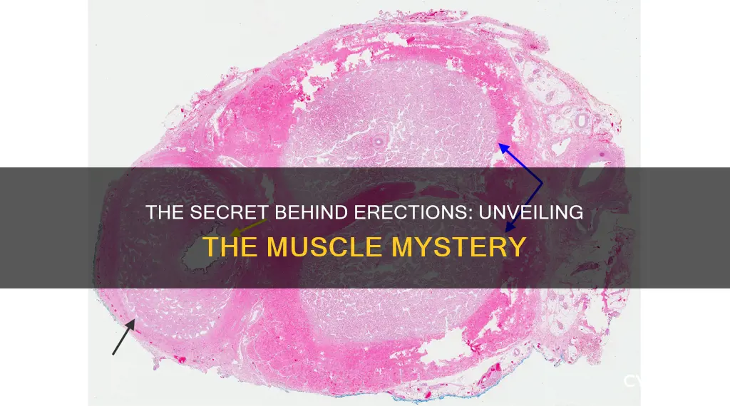 what muscle controls erections