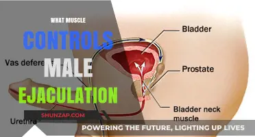 How the PC Muscle Controls Male Ejaculation