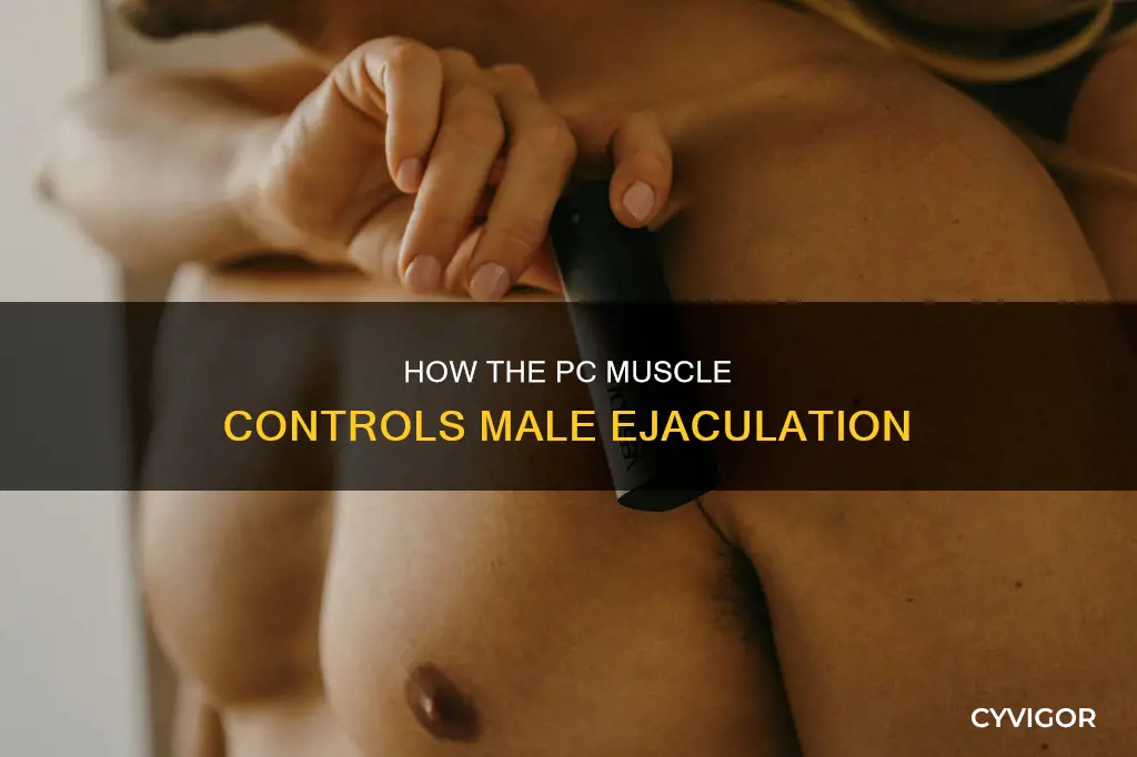 what muscle controls male ejaculation