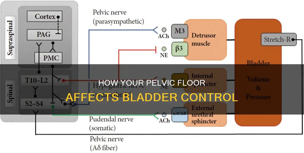 what muscle controls micturition