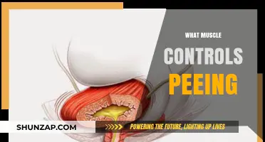 How Pelvic Floor Muscles Control Urination